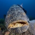 grouper_goliath_gg_jar_v_0295_cub2992_rv.jpg